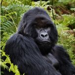 Book the Ultimate Gorilla Trekking Adventure: 5 Days in Bwindi at a Special $2,200 Discount!