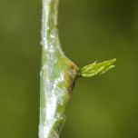 ruban de greffe BuddyTape