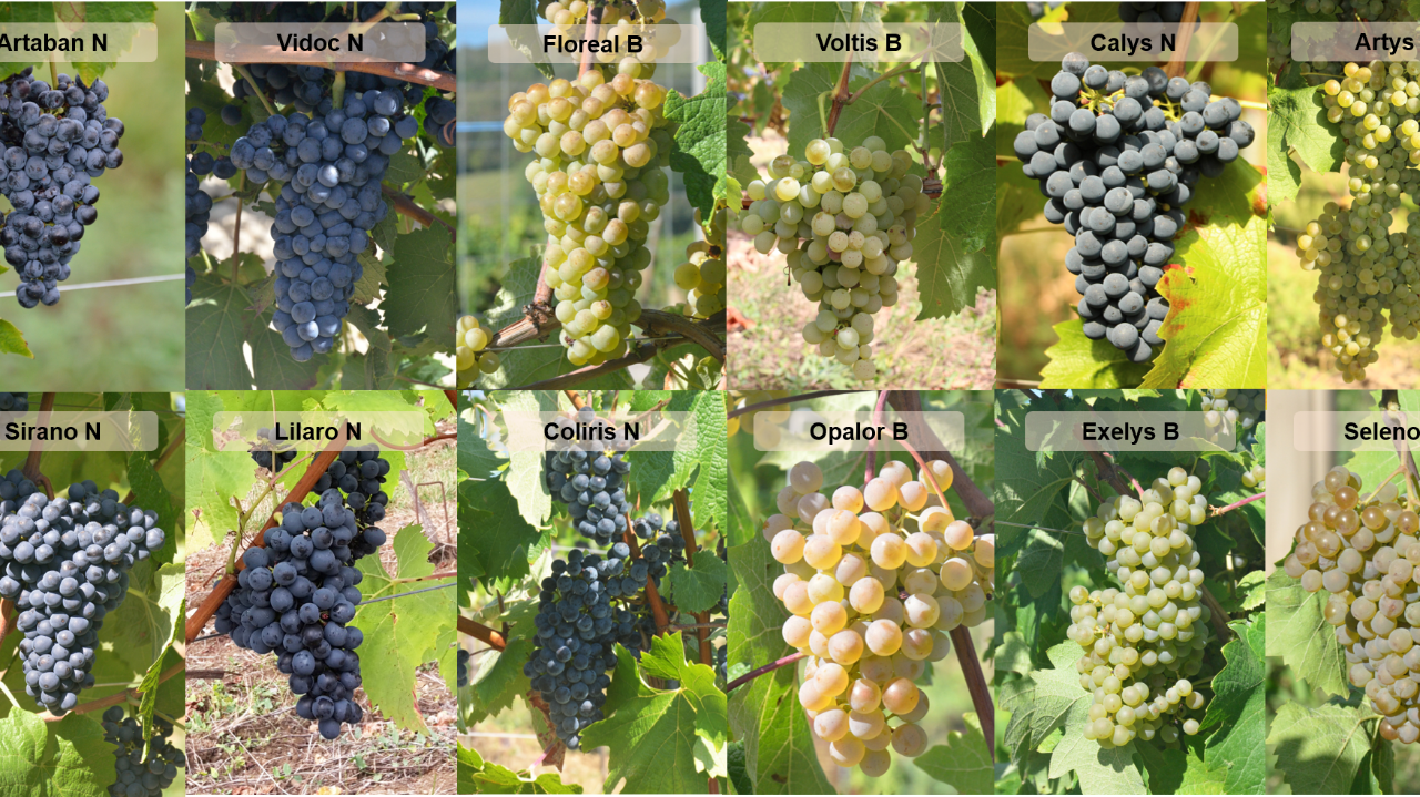 Comment capitaliser sur le programme ResDur pour l’innovation variétale de la vigne ?