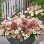 Hydrangea paniculata GROUNDBREAKER® - Blush