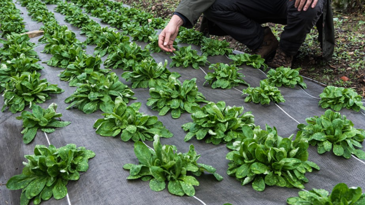 Matériaux biodégradables et compostables en cultures légumières, si on faisait le point ?