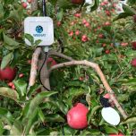 Capteur d'humectation foliaire connecté