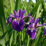 Plantes de rives et berges