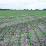 Piloto Automático Hidráulico