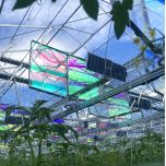 Voltiris - les premiers modules solaires compatibles avec les serres verres