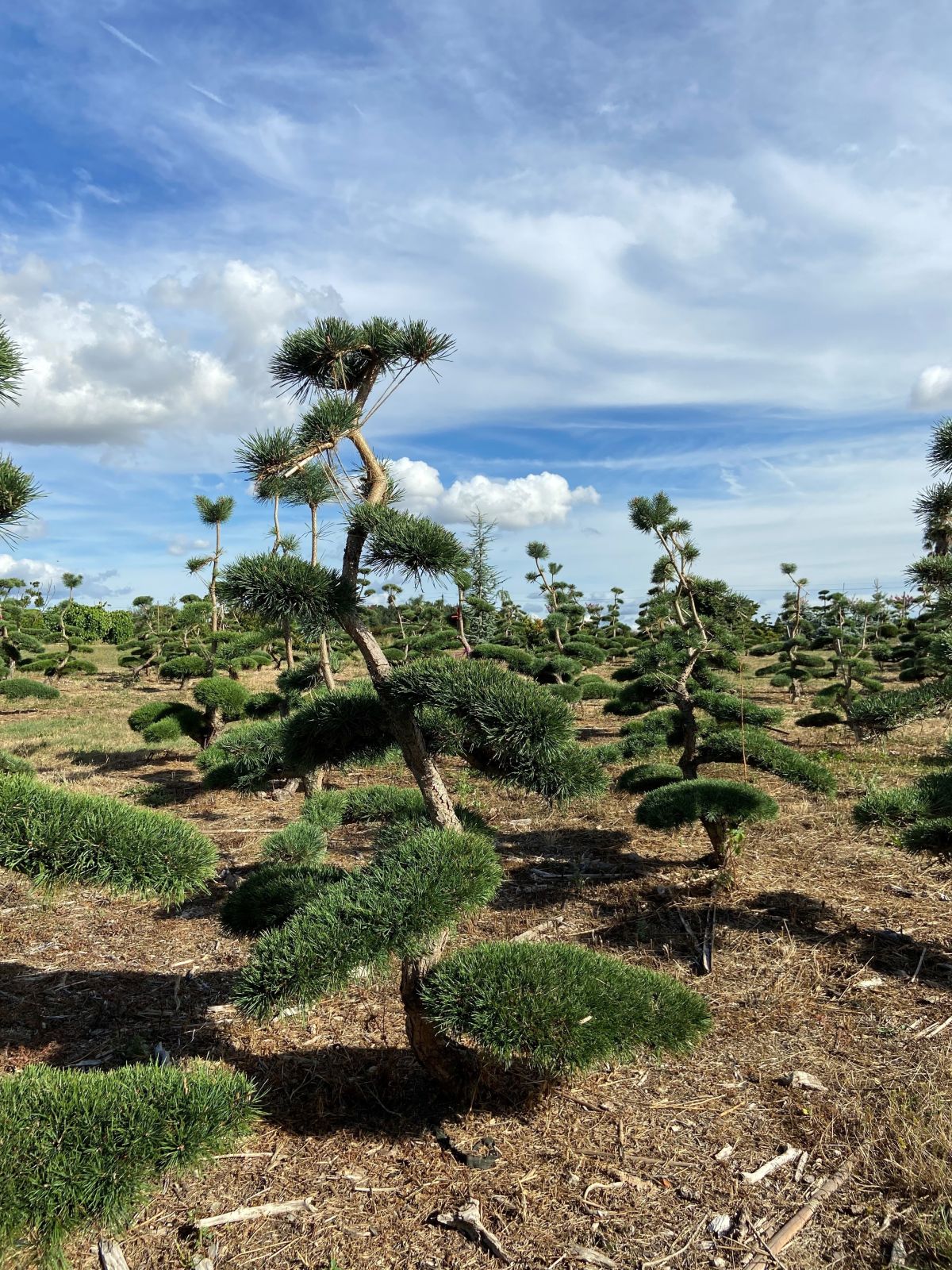 Pin sylvestre niwaki