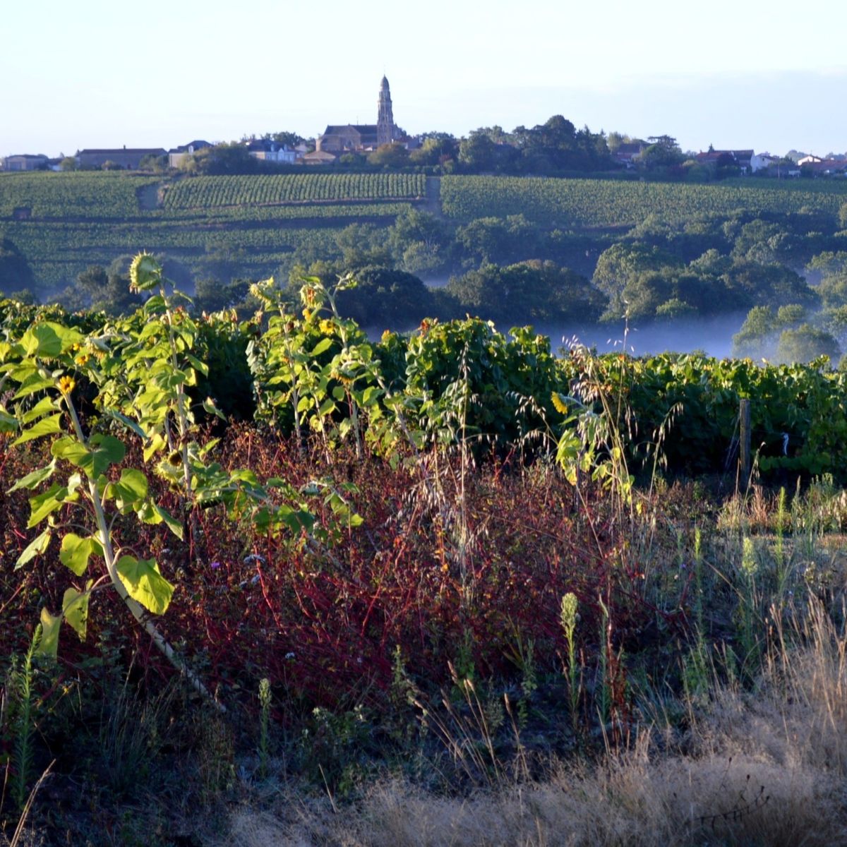 Château de la Cantrie Muscadet Monnières-Saint Fiacre