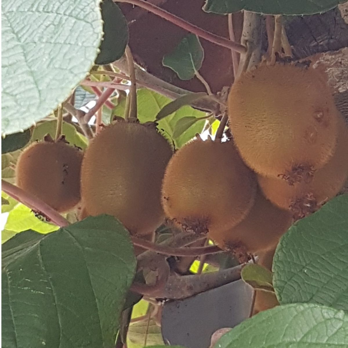 Actinidia deliciosa ‘HERMA’