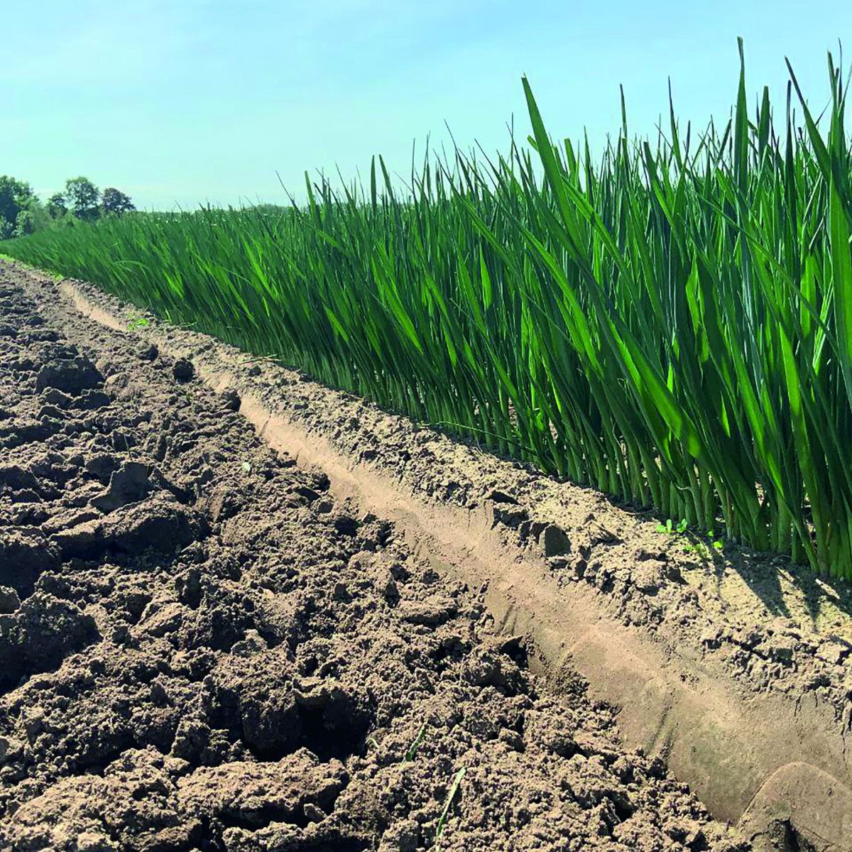 Gamme de plants de poireaux