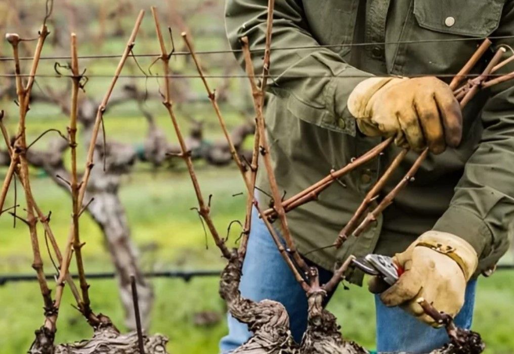 Révolutionner la formation à la taille des saisonniers : pourquoi et comment ?