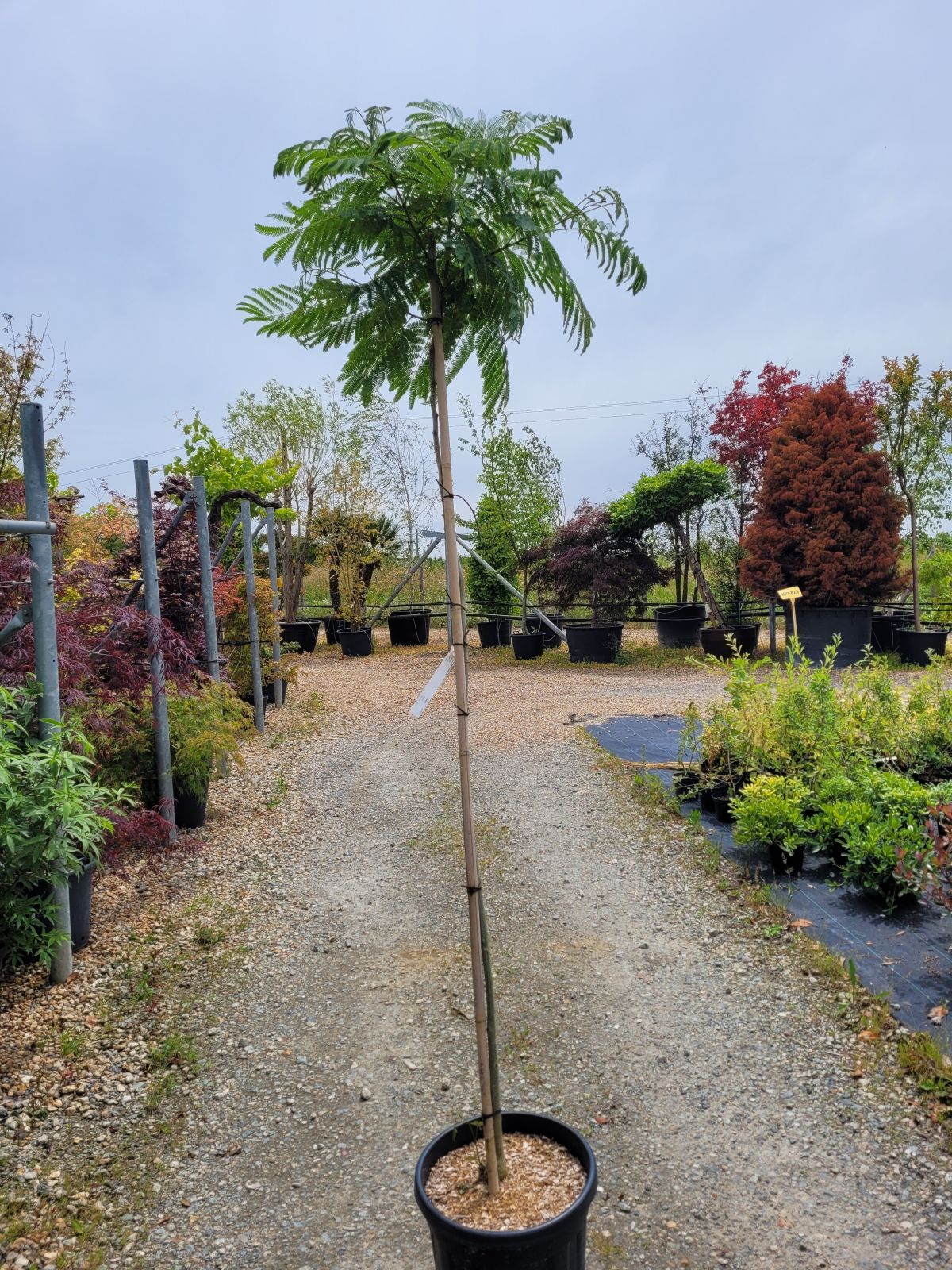Mimosa ou Acacia de Constantinople ou Arbre à soie
