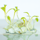 Applied R&D in Encapsulation Technology