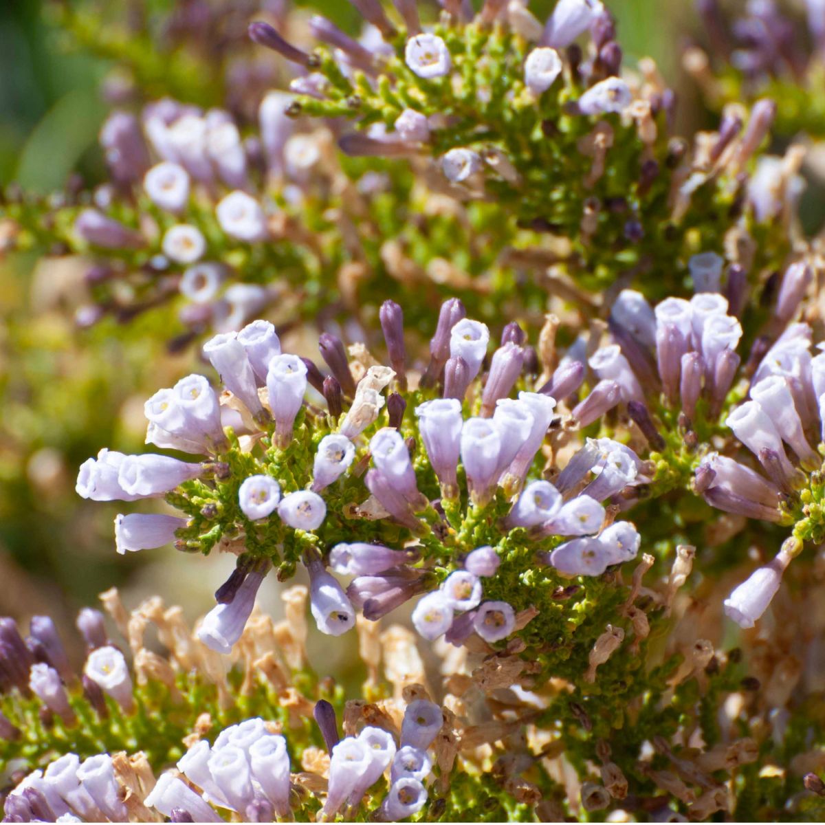 Fabiana (Fabiana imbricata) essential oil