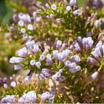 Fabiana (Fabiana imbricata) essential oil