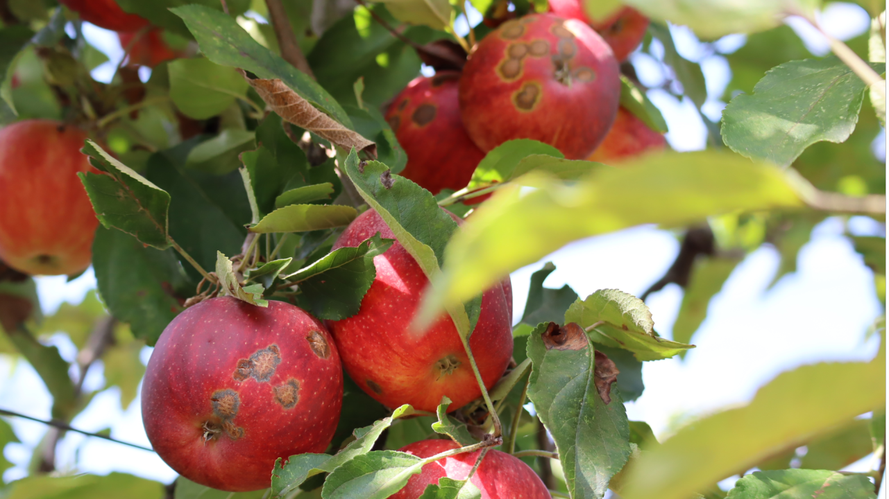 Lutte contre la tavelure en pommier