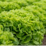 Feuilles de chêne de plein champ