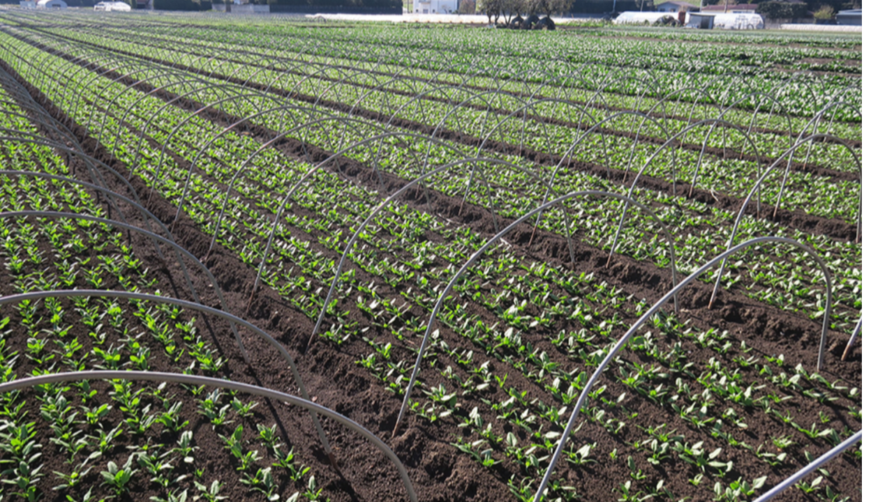 Lutte contre les pucerons en jeunes pousses d'épinards