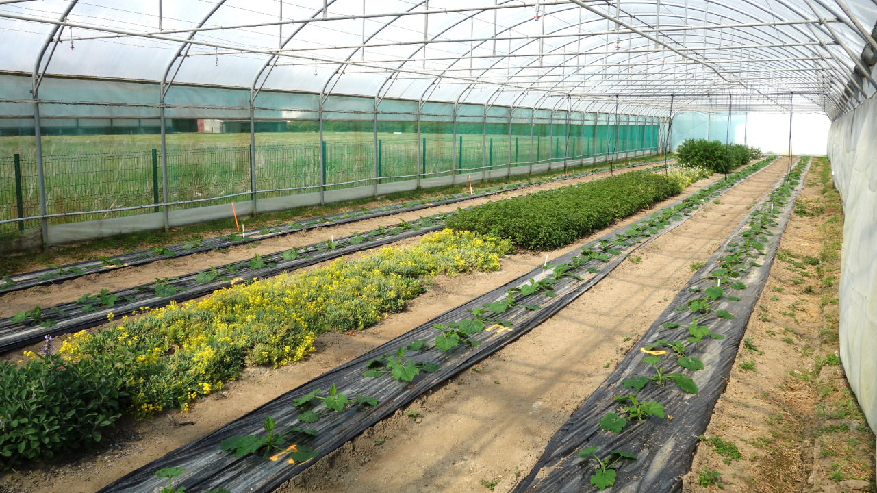 Réguler les pucerons avec des plantes de service : une success story, une piste prometteuses et des pièges à éviter !