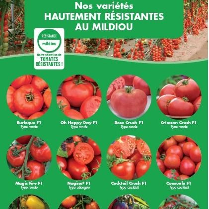 Les tomates résistantes au mildiou