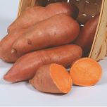 Patate douce Evangeline