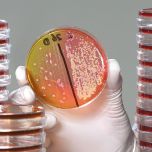 Food Safety, Shelf-life & Chain Control