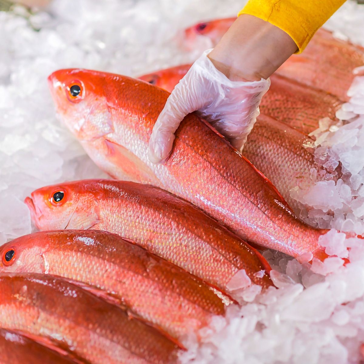 SEAFOOD CARGO SOLUTIONS