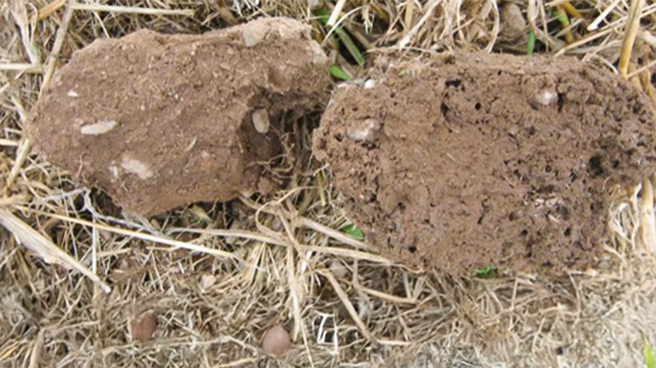 Régénérer vos sols