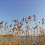 Plantes pour phytoépuration / lagunage
