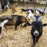 VISITE GUIDATE E DEGUSTAZIONI