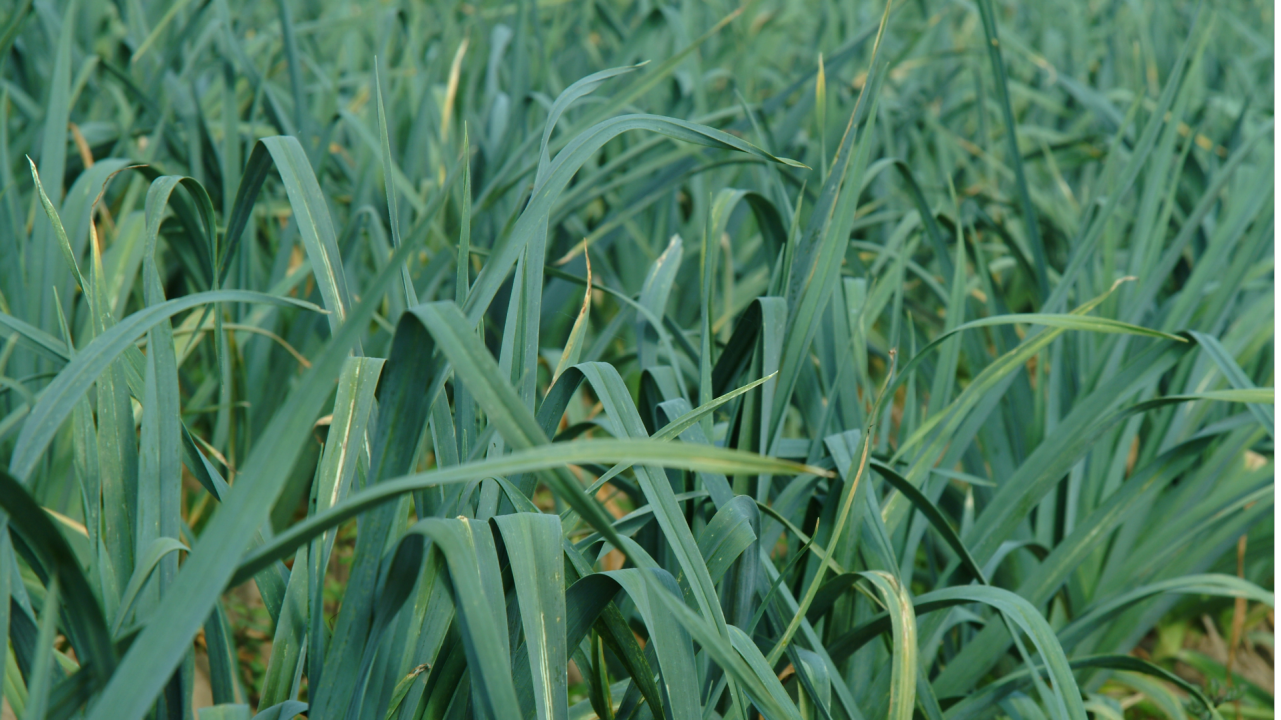 Lutte contre les thrips en poireau