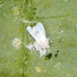 SUMIFLY® : une protection naturelle pour une performance professionnelle contre les aleurodes et les thrips