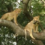 11-Day Safari: Murchison Falls, Chimp Trekking & Gorilla from $4210