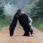11-Day Safari: Murchison Falls, Chimp Trekking & Gorilla from $4210