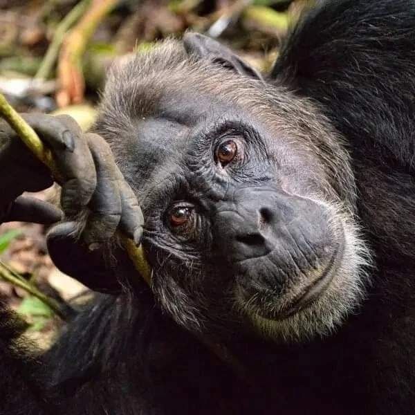 7 DAYS  HIGHLIGHTS OF UGANDA