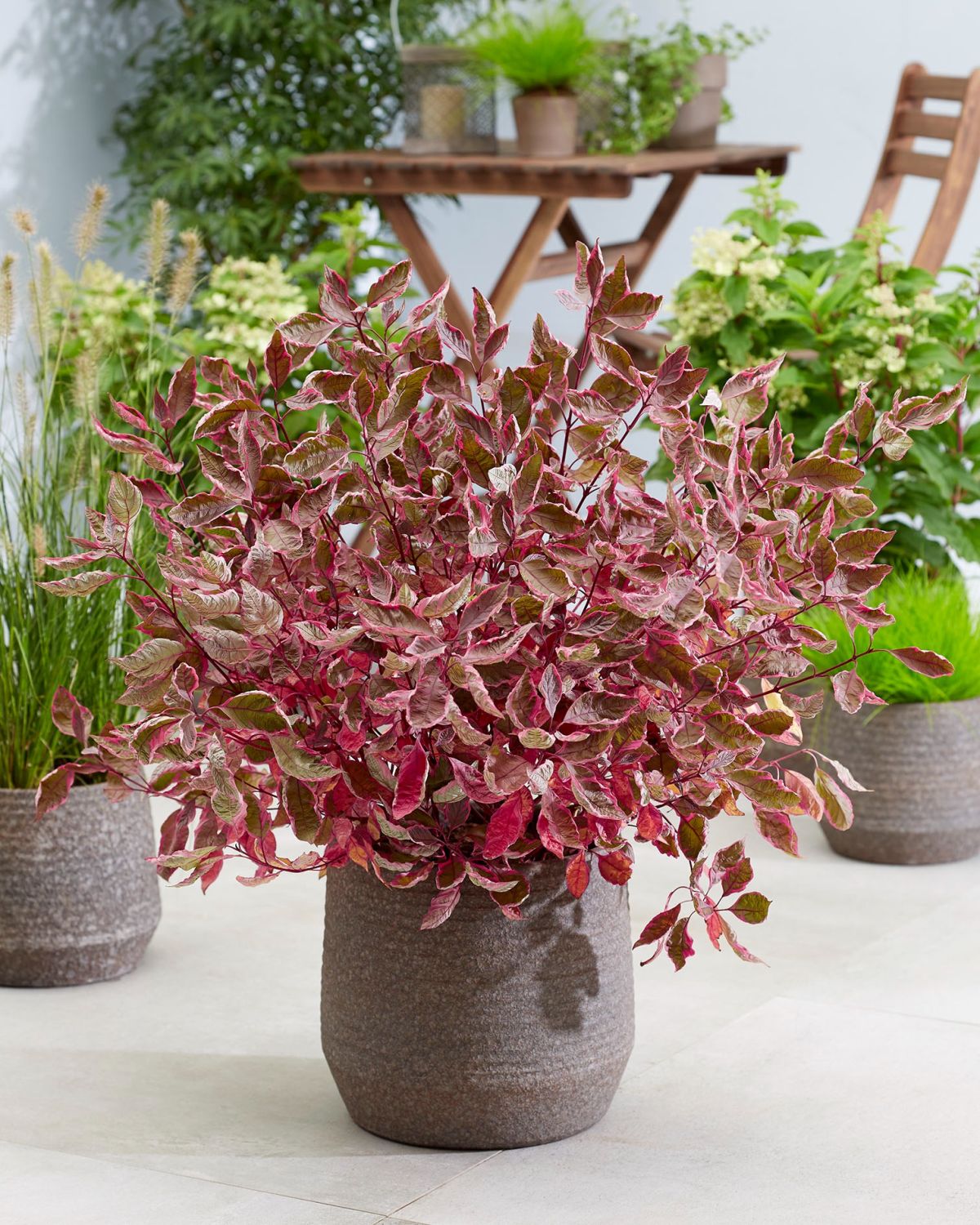 CORNOUILLER BLANC MIRACLE®