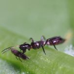 Vespiformis-System : La solution contre les thrips des feuilles