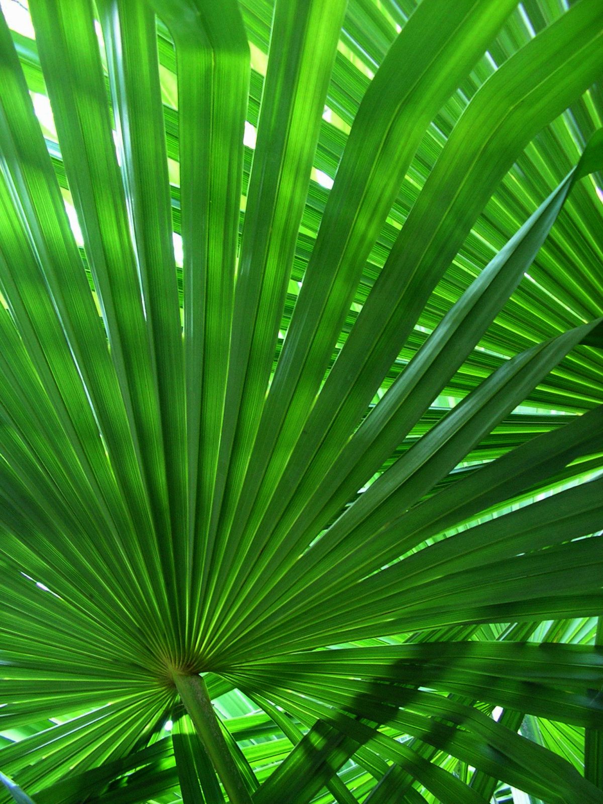 RSPO Mass Balance Excipients