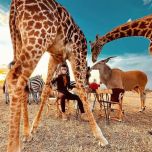 Unforgettable Tanzania Safari Experience