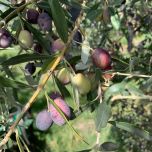 VISITE GUIDATE E DEGUSTAZIONI