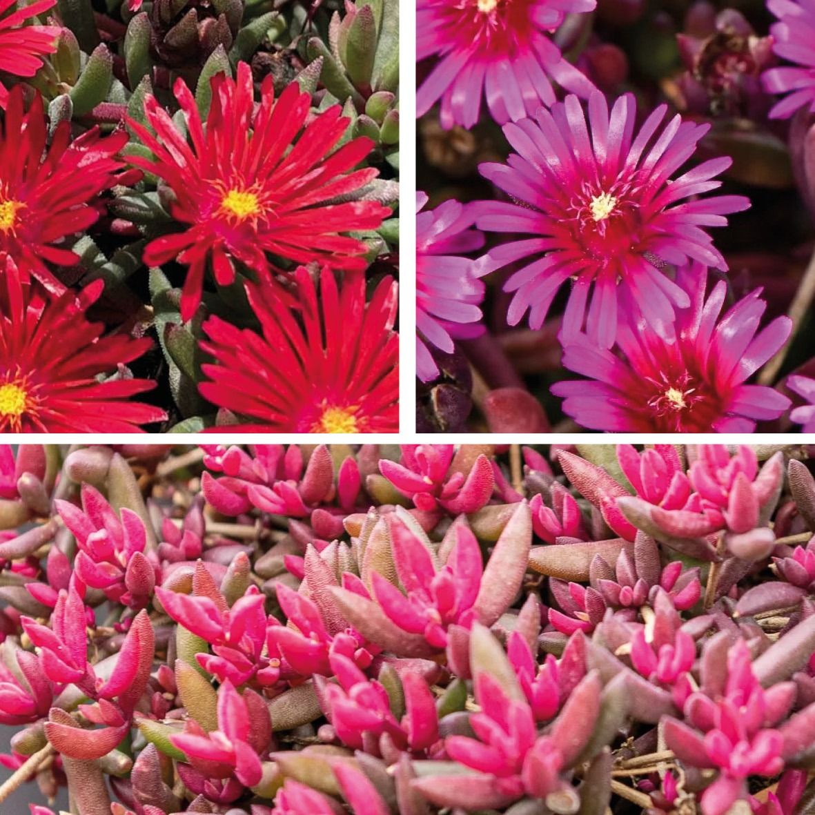Delosperma Desert Dancer tm