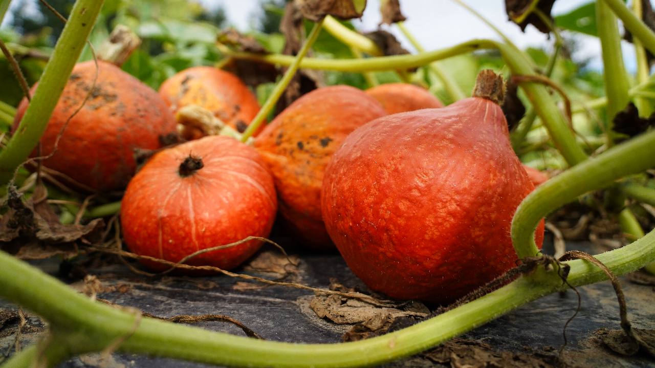 Innovations et révolutions dans le paillage en cultures légumières