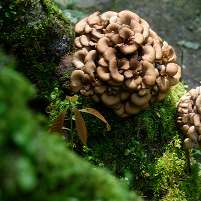 Maitake (Grifola frondosa) Mushroom Mycelium