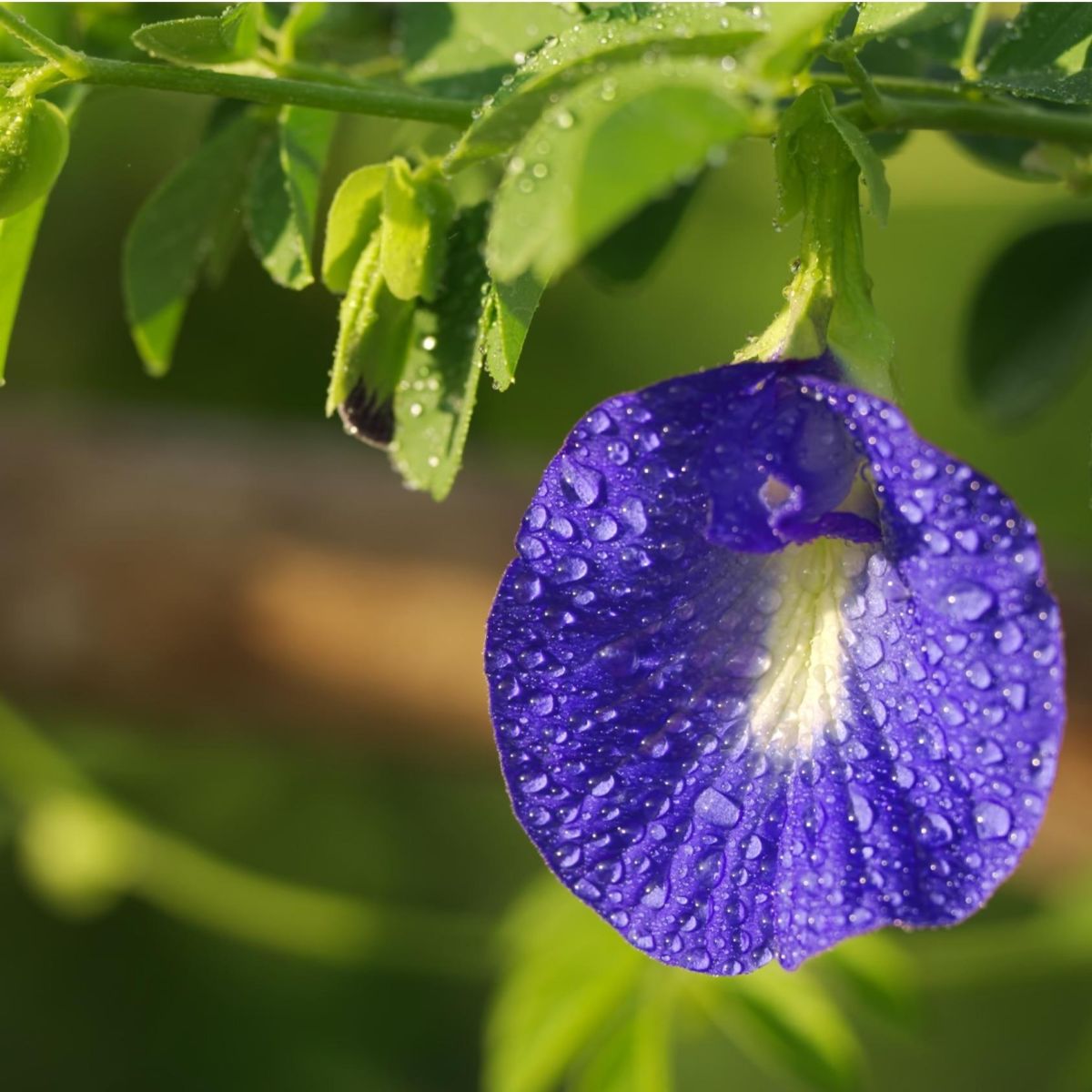 KUPU-KUPU BUTTERFLY PEA