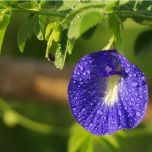 KUPU-KUPU BUTTERFLY PEA