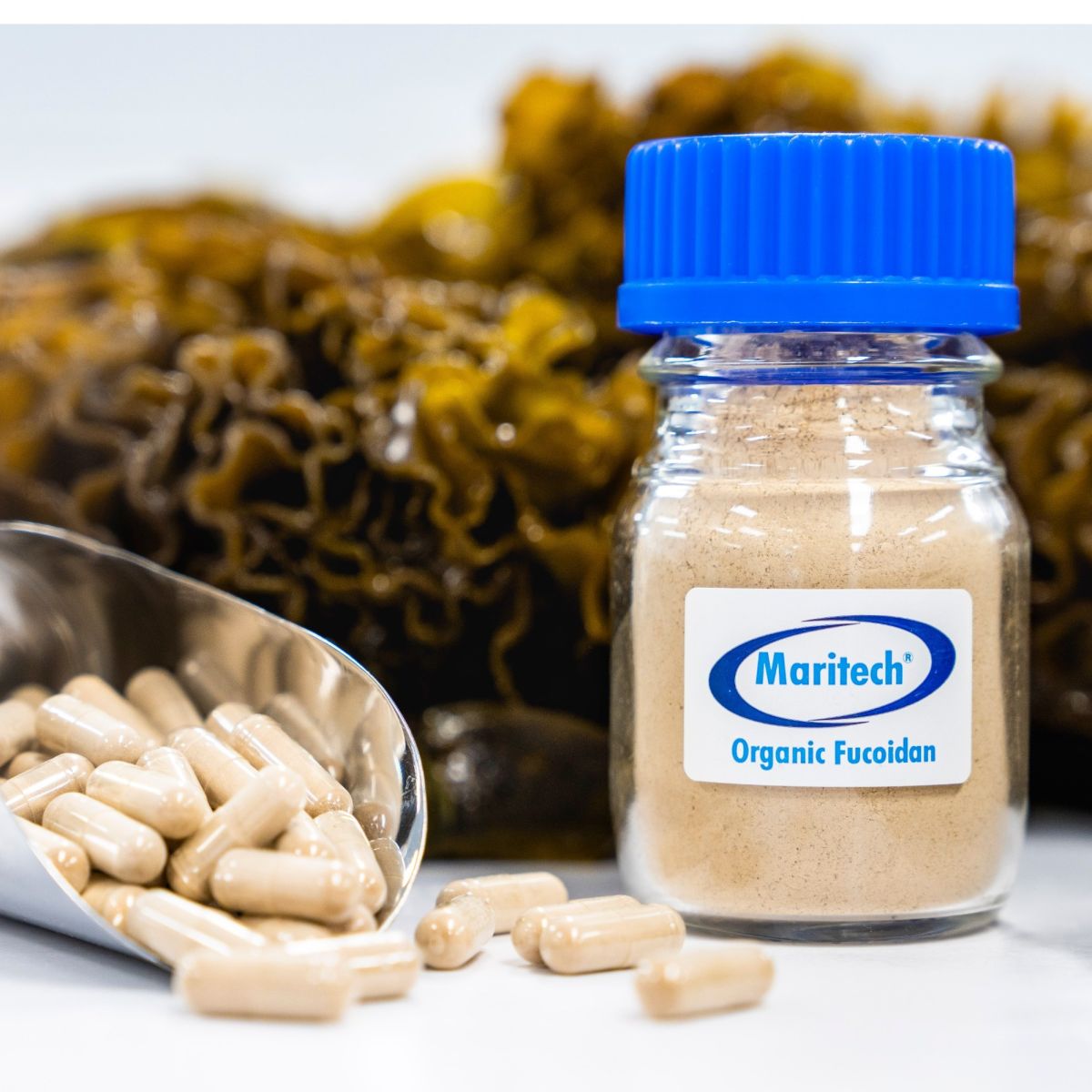 Maritech® organic fucoidan