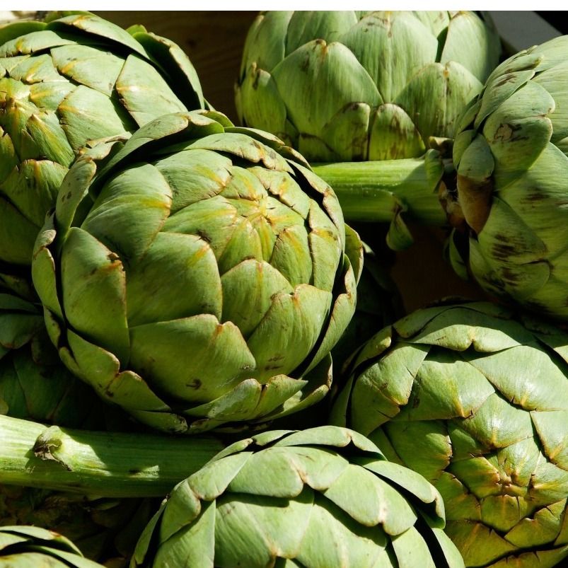 CYNAMED®: ARTICHOKE BUD EXTRACT