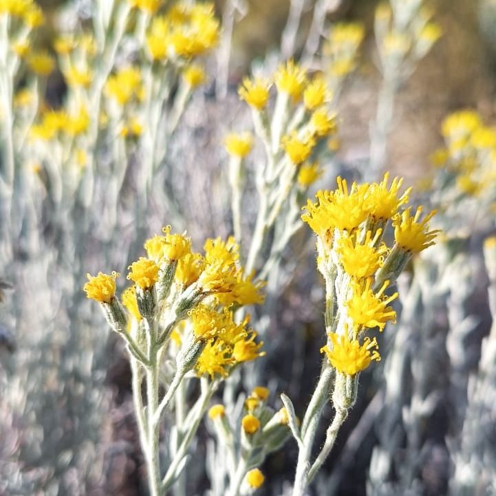 Senecio (Senecio neaei) essential oil