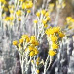 Senecio (Senecio neaei) essential oil