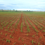 Piloto Automático Elétrico