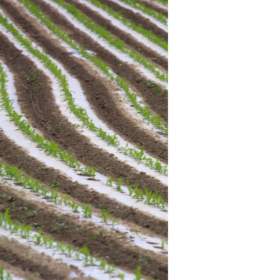 BIOPOLYANE WHITE/BLACK 18µ